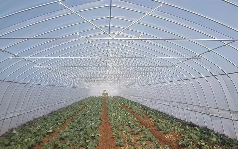 Táscairí Feidhmíochta Plaisteacha Greenhouses