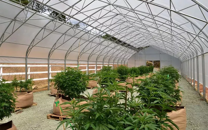 Scannán Cannabais Leighis Greenhouse: A Game-Thranger sa Tionscal
