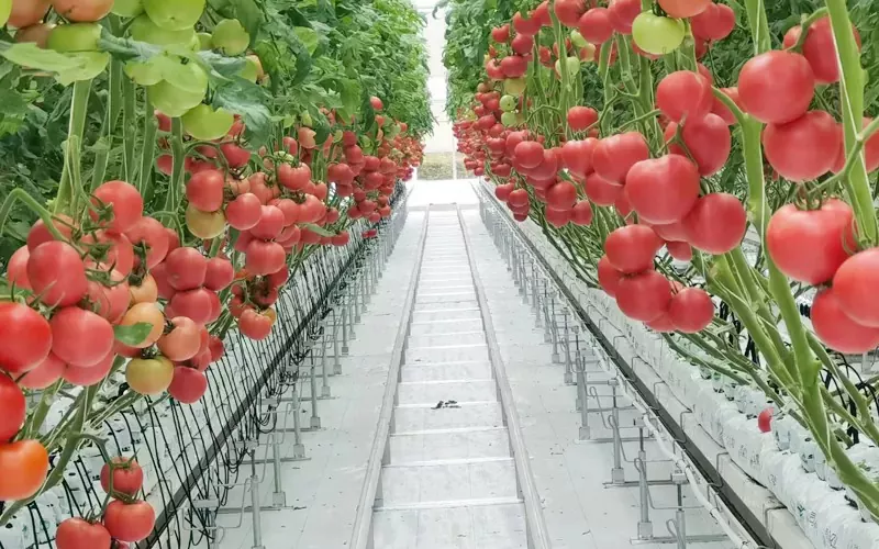 Cucumber agus Trátaí Cheaptha Teasa